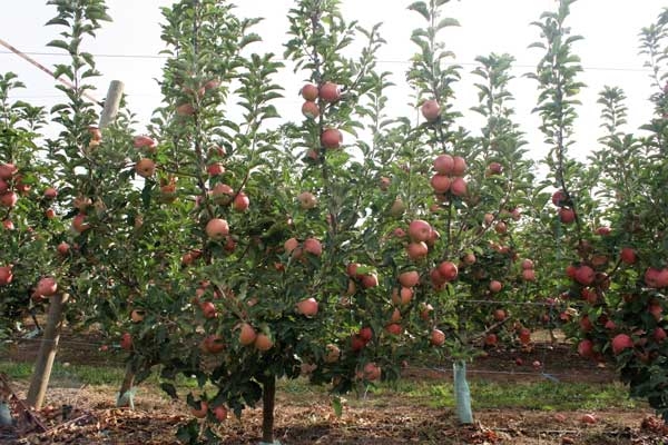 Apple growers, go branchless!