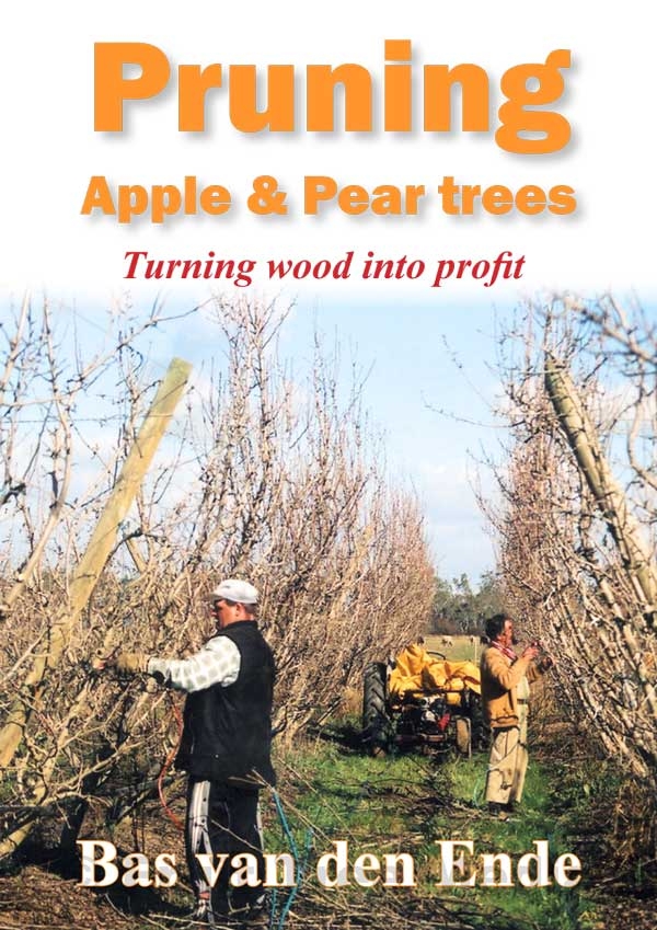Apple and pear pruning
