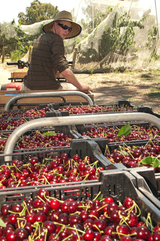 Improving sweet cherry fruit quality—handling cherries at harvest (part 2)