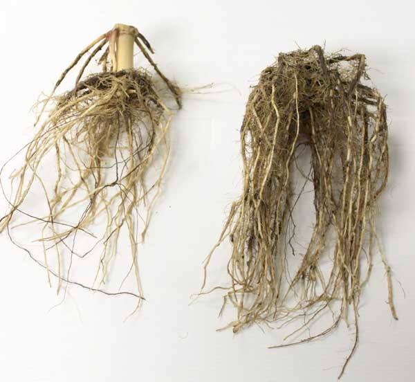 Roots—the ‘brains’ of the plant