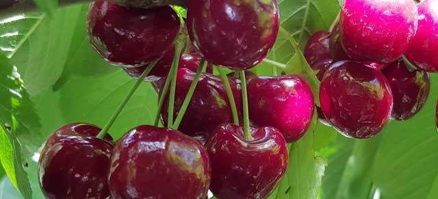 Learning from the NW cherry season in the US
