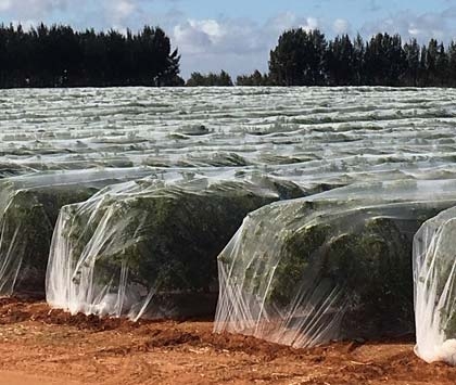 Cost effective protective solutions from Polygro