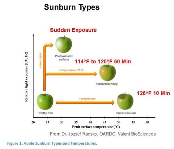 Protect fruit from sunburn, naturally