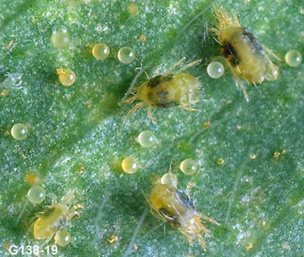 Problem pest: Two Spotted Mite