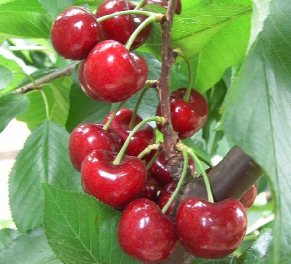 Promoting return sales for cherries