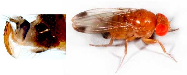 Starting small—spotted wing drosophila