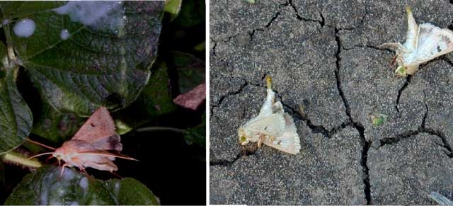 Using perfumes for control of Heliothis and related moth pests (part 3)