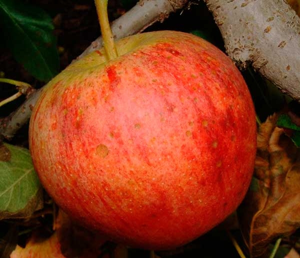 New protection from Alternaria in apple orchards
