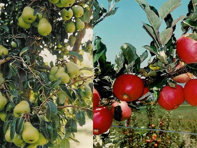 Keep apple/pear fruiting wood young & productive with the 1-2-3 rule of pruning