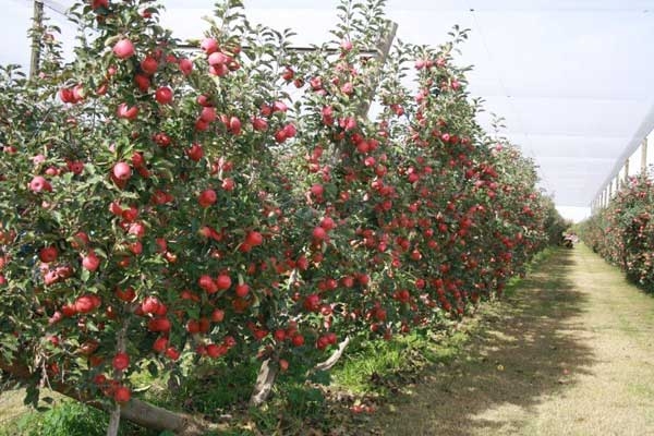 Maintenance pruning to keep apple and pear trees calm and productive