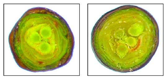 cross section of the cherry bud during the winter
