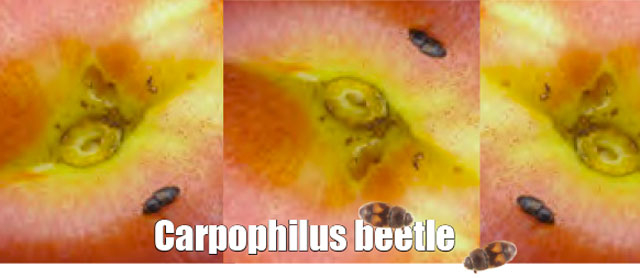 Carpophilus beetle