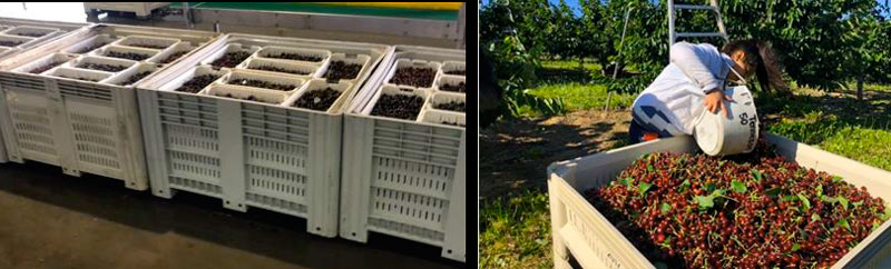 Improving sweet cherry fruit quality - handling at harvest