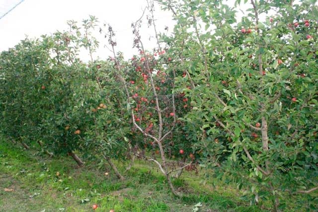 Keep Phytophthora out of your orchard