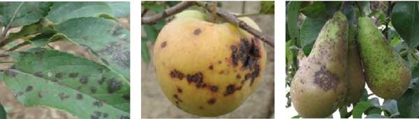 black spot in apples and pears