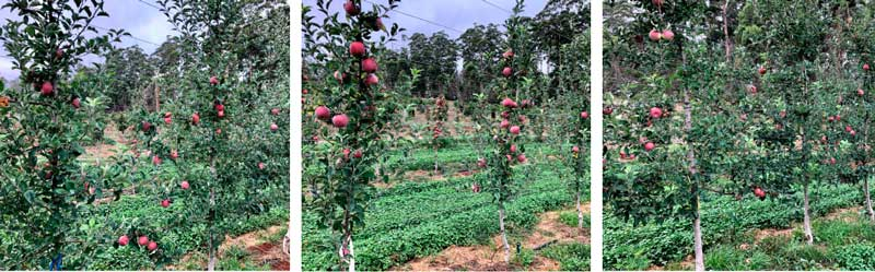Soil treatments for Apple Replant Disease (part 3)