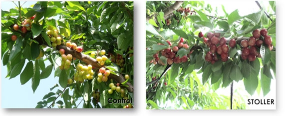 Nutrient application near harvest improves cherry maturity and colour