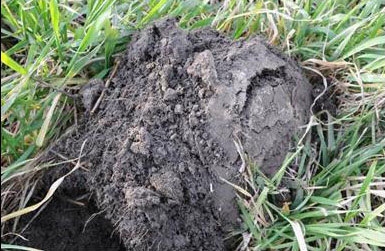 Root value of cover crops