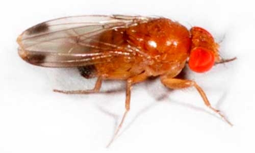 Starting small—spotted wing drosophila (part 2)