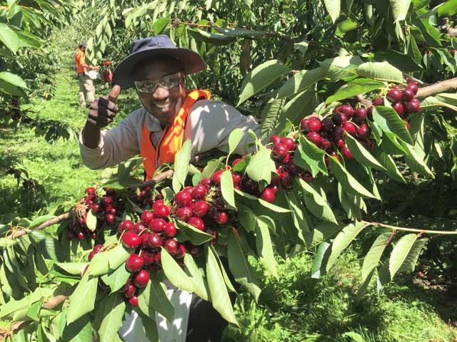 Cherry harvest and the looming labour issues