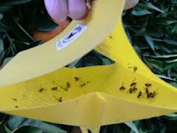 Queensland Fruit Fly a threat to IPM (part2)