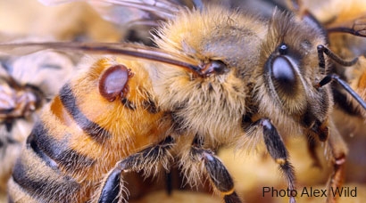Varroa mites & honey bees