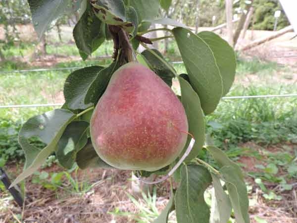 Blush development in pears:  Light & Temperature
