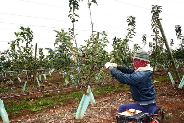Meticulous training of these young apple trees lays the foundation of a productive apple orchard.