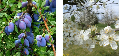 Dormex for managing budbreak in plums & prunes