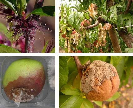Integrated brown rot control—new tools & practices (part 1)