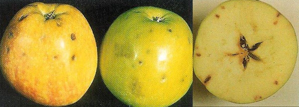 Typical bitter pit symptoms of apple.