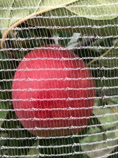 Protect your crop with Drape Net®