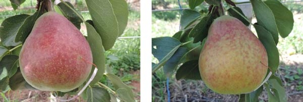 Blush development in pears (part 2)