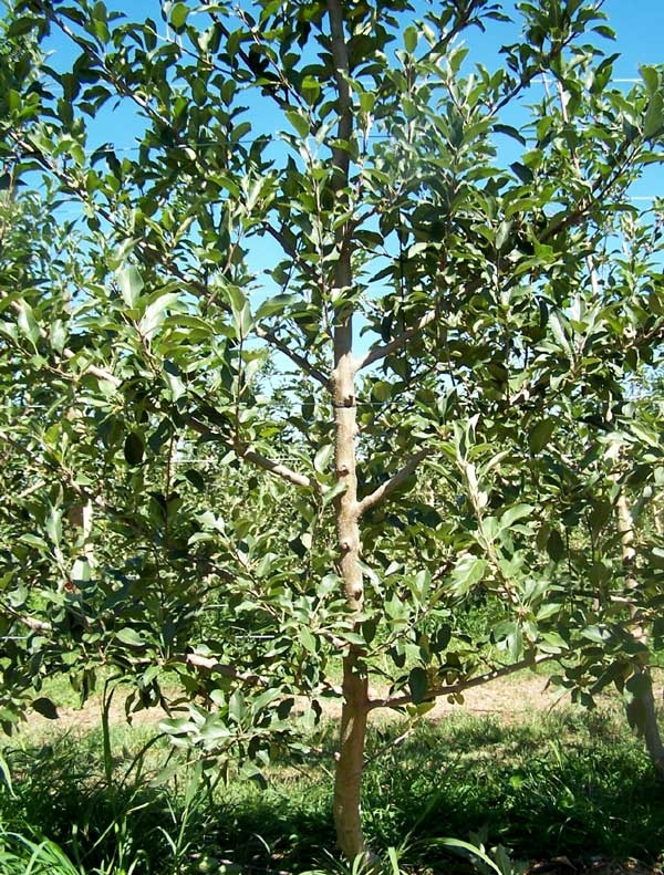 Spreading shoots  or branches of young apple trees