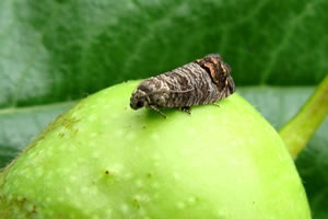 New scents for codling moth monitoring & mating disruption