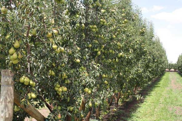 Manage Williams pear trees to boost yields (part 2)