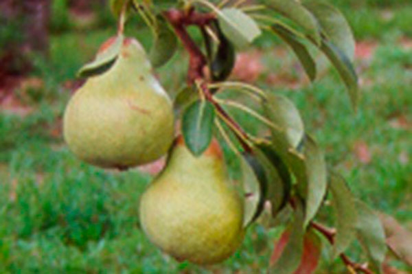 Developing thinning programs for pears (part 2)