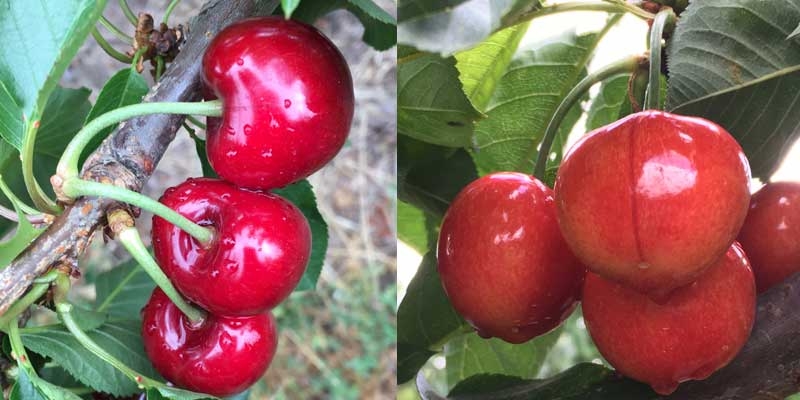 Parka reduces cracking in cherries