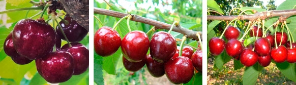 New cherries: bred in France, released in USA