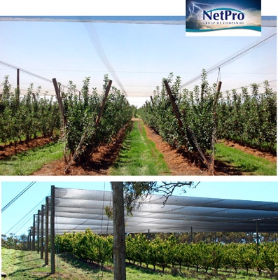 Netpro canopies: tools to optimise production