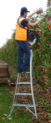 Light, strong picking ladders