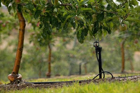 Waterbird Mini Sprinkler: under tree & overhead irrigation