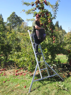 TRANSTAK® aluminium orchard ladders