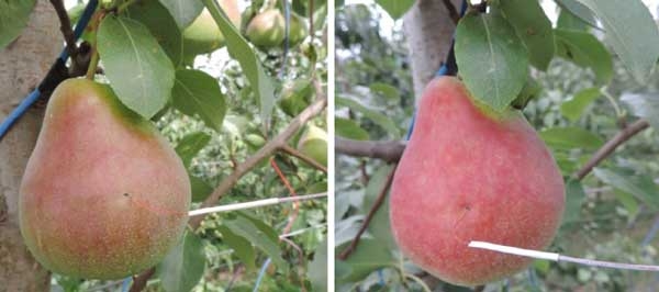 Blush development in pears Part 2: Orchard practices