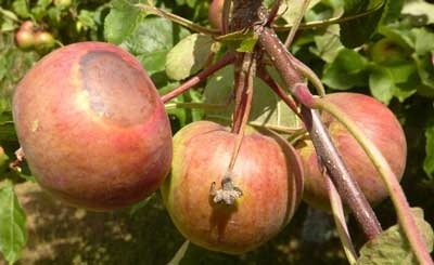 Sunburn protection: Apple orchard design, tree training & pruning