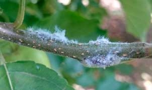 Woolly Aphid