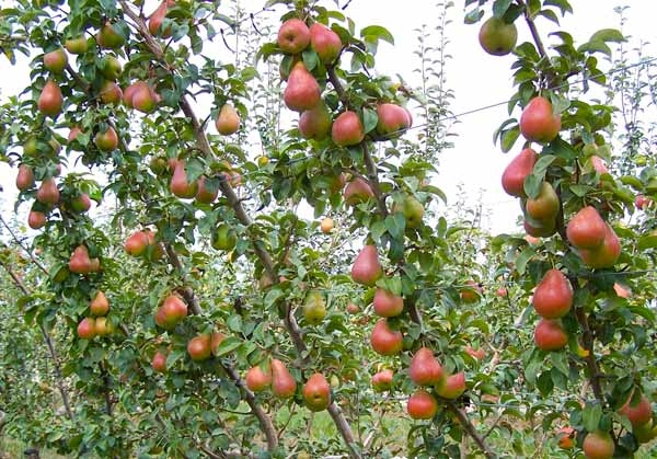Fruiting wall of multi-leader branchless pear trees