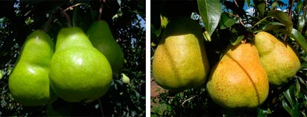 Can you afford to leave pears unprotected from heat stress & sun damage?