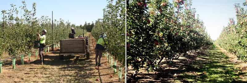 Heat, shallow soils affect growth & yield of apple trees on M.9 (part 2)