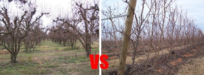 Manage Williams pear trees to boost yields